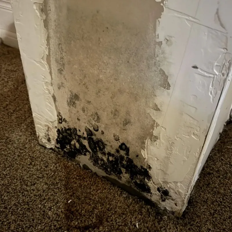 Professional Mold Removal in Sully County, SD